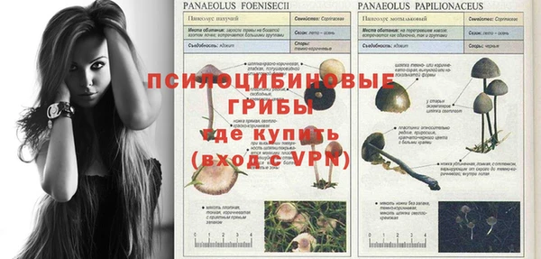 прущие грибы Касимов